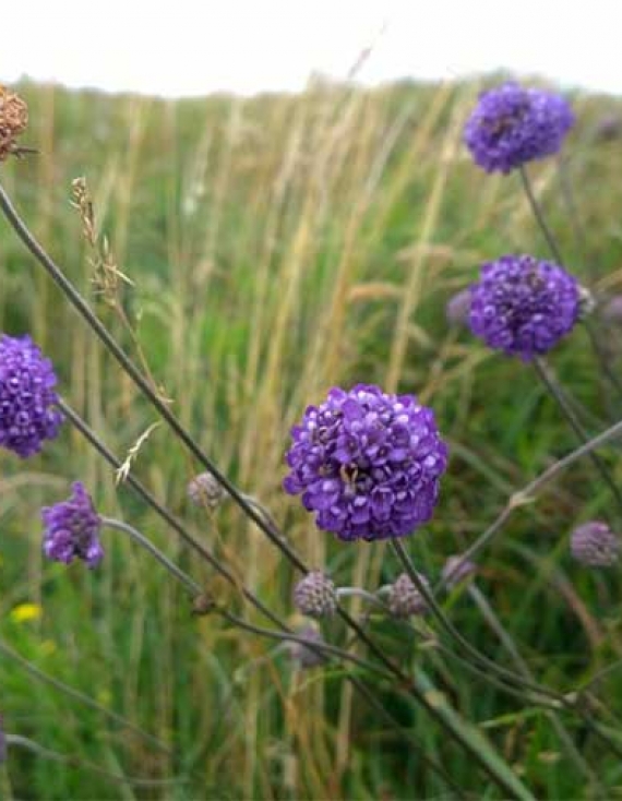 Lough Neagh Natural Heritage