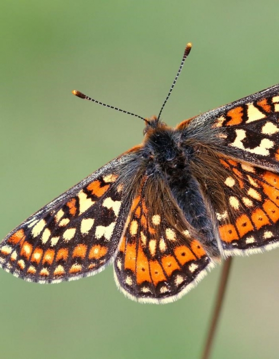 Adventures of a Busy Bee – The Marsh Fritillary Butterfly