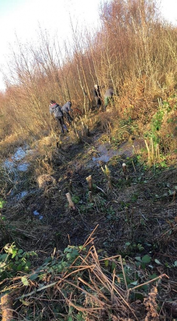 Blogs and Bugs – Brackagh Bog