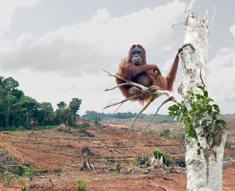 Palm Oil Orangutan