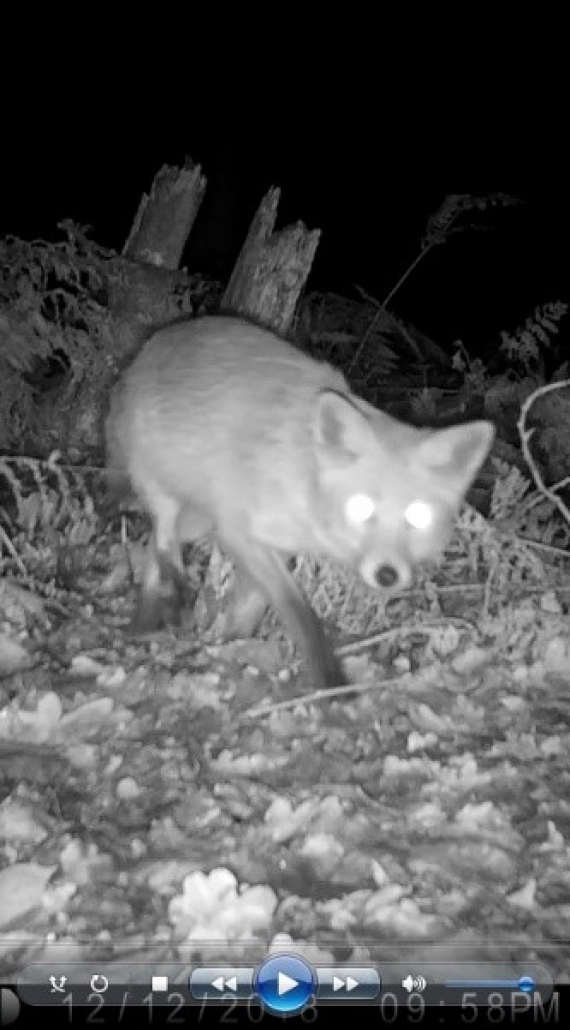 Adventures of a Busy Bee – Camera Traps