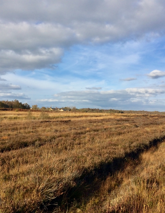 SAVING NATURE AROUND LOUGH NEAGH PROJECT LAUNCHES