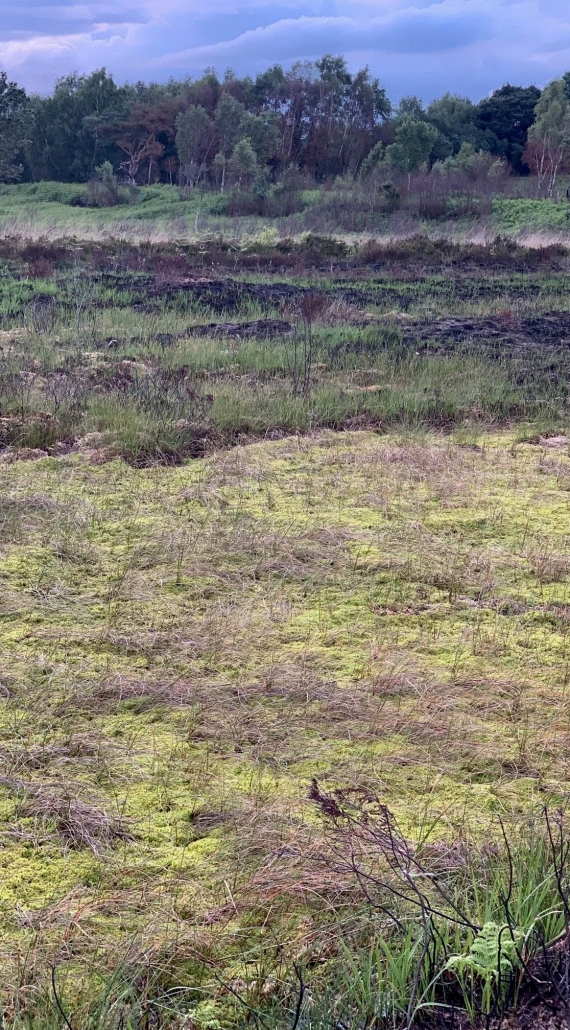 Lough Neagh Landscape Partnership Moss Blog – June 25th 2019