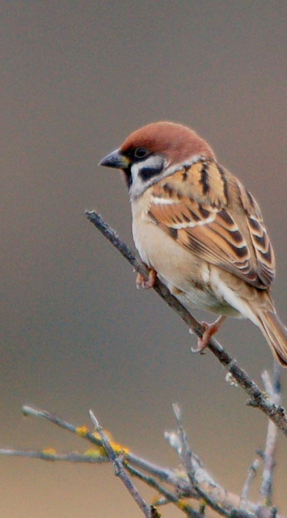 How Covid 19 has affected my placement- Aoibhe’s Blog