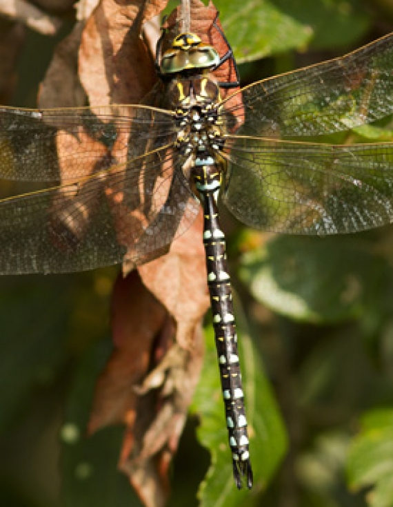 Working under COVID-19 Lockdown – Michael McCoy