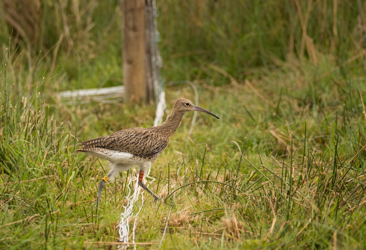 Curlew Chick walking